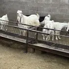 معزاء للبيع
