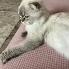 تم التبني