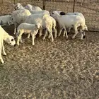 غنم العدد 13