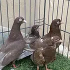 جوز قطايف حمر
