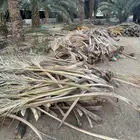 خوص او سعف نخل