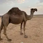 لقحه شاق لها في اللقاح 8شهور