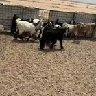 البيع تيوس