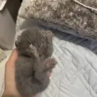 قطط كيتنز كيتن للبيع