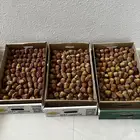 تمر سكري و برحي خام