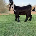 جفره كفو