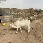 حسلان