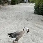اوثال