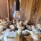 صوص دجاج بلدي العمر يوم