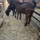 معزى شاميات دهم