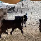 تيس عراضي فحل