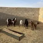 للبيع معزا دفيع ومضاريع