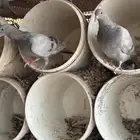 حمام فرنسي