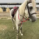 خيول للبيع