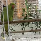 دره اليفه للبيع حمامه
