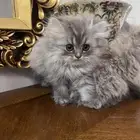 قطط للبيع ابي بالوحده 700