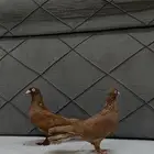للبيع جوز