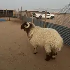 طلي نعيم فاخر ( تم البيع )