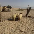 نعيم