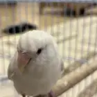 روز البينو هدد عيون حمر