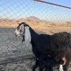 معزا عوارض خلفات متابيع