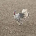 رومي