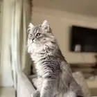 قطتين للبيع
