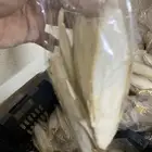 عضم حبار