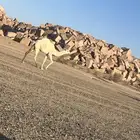 بكره رمانيه طيبه