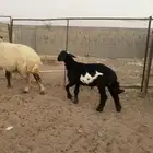 للبيع طلي العمر أربع شهور مقفلة شحم