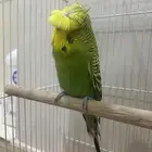 للبيع ذكر بادجي منتج