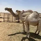 عشرا ام رابع سليمه معها ولدها اوبدونه