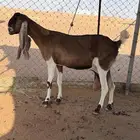 عنزين حليب وعنز متبع طيبات تم البيع