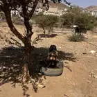 عندي بط وعندي وز كبار   وعندي كلب فخم