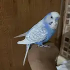 روز وبادجي