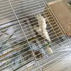 عصفور للبيع روز عيون حمر زوج