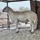 طلي مشروط شرط