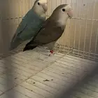 زوج روز منتج بشهادات