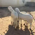 للبيع سواكن طيبه مرابي