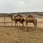 قعدان مفاريد