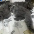 قطط ام واولادها لتبني