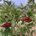 شتلات كرز بربادوس