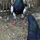 حمام رام بوري