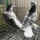 ازواج حمام تب بفروخه