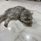 قط أليف تبني