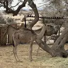 بكره عمرها حول ال 6 شهور