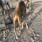 بكره