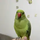 درة هندي( تم البيع )