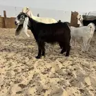 عارضيه خصم