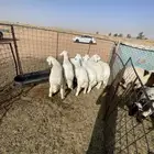 خرفان حريه العدد 7